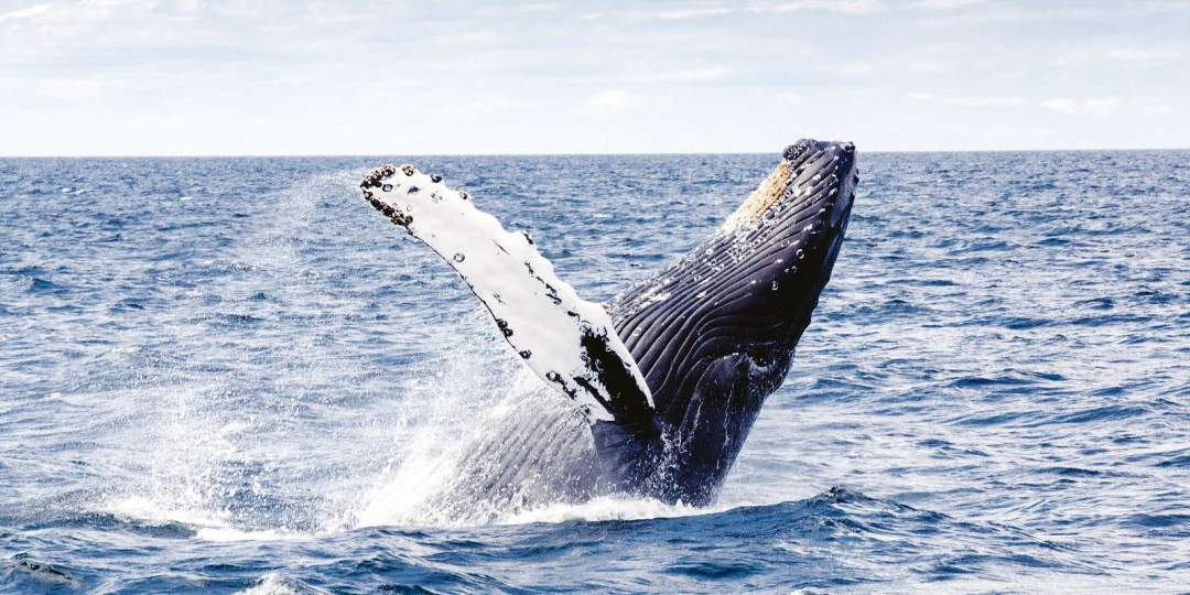 Yalingbila Whale Tours