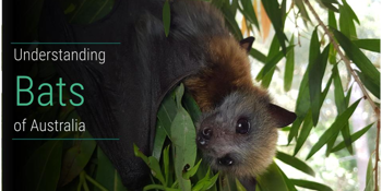 Understanding Bats with Bats QLD