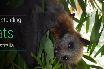 Understanding Bats with Bats QLD