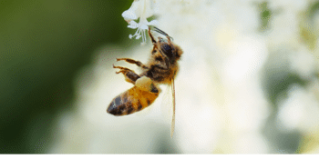 THE POLLINATORS