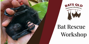 Bat Rescue Workshop with Bats QLD