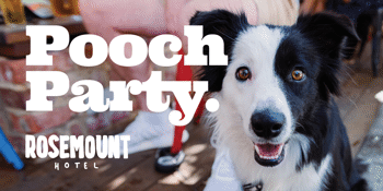 POOCH PARTY: International Dog Day