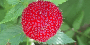 Wild Foraging Masterclass with Peter Hardwick