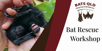 Bat Rescue Workshop with Bats QLD
