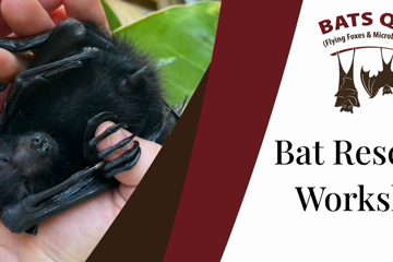 Bat Rescue Workshop with Bats QLD
