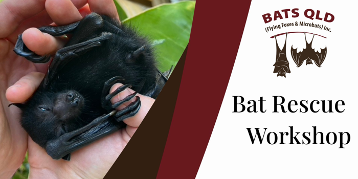 Bat Rescue Workshop with Bats QLD