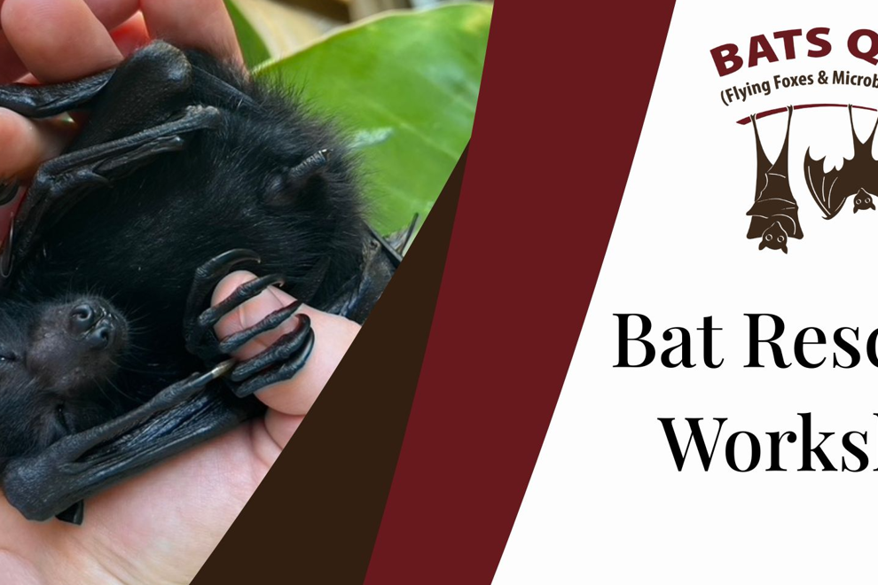Bat Rescue Workshop with Bats QLD