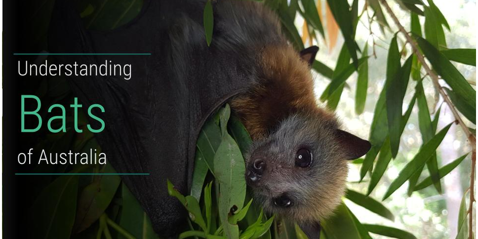 Understanding Bats with Bats QLD