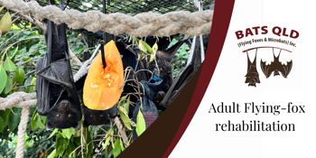 Adult Flying-fox rehabilitation with Bats QLD