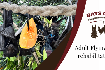 Adult Flying-fox rehabilitation with Bats QLD