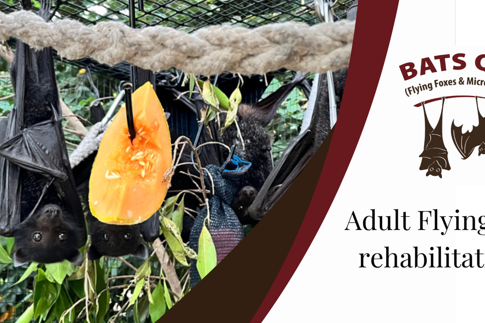 Adult Flying-fox rehabilitation with Bats QLD