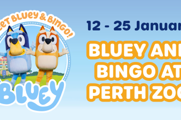Bluey and Bingo at Perth Zoo