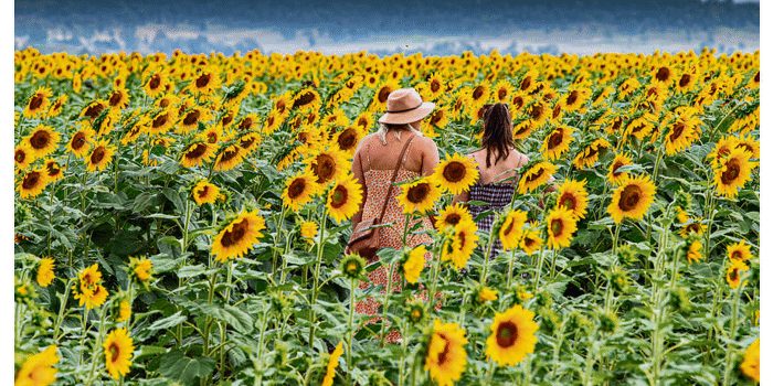 KalbarSunflowers Festival - SUNDAY  - DEMO