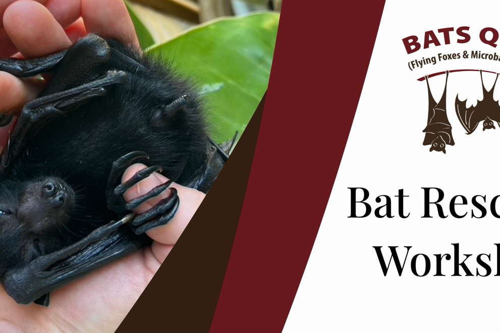 Bat Rescue Workshop with Bats QLD