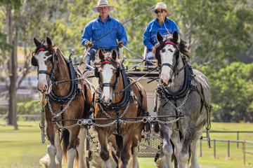 Scenic Rim Clydesdale Spectacular 2026