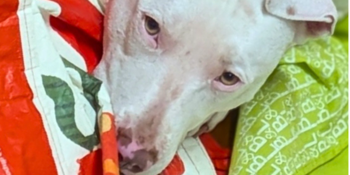 'Hear No Evil' Puppy Fundraiser
