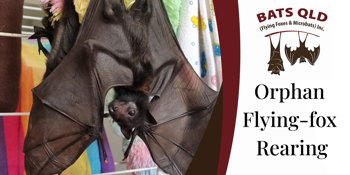 Orphan Flying-fox Rearing with Bats QLD