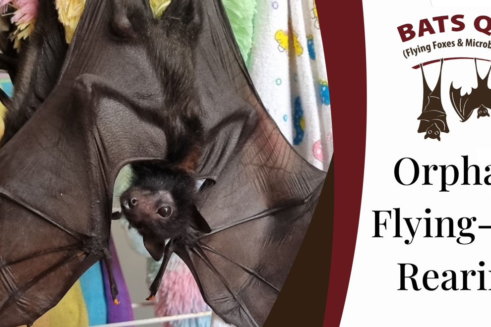 Orphan Flying-fox Rearing with Bats QLD