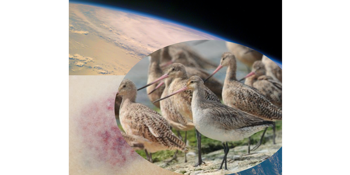 Bruised by Vivienne Glance