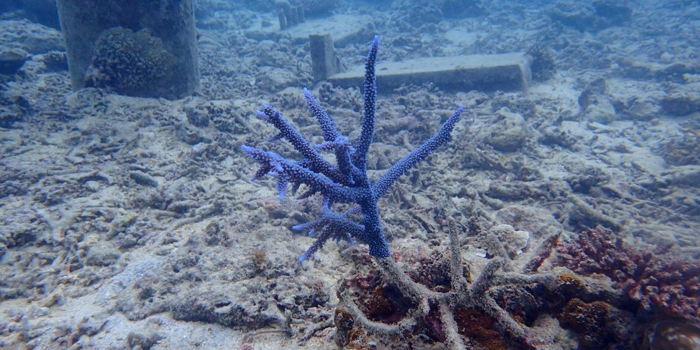 Artist plus one: Nicholas Mangan and Cameron Allan McKean