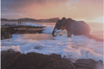 THE DEEP NORTH FESTIVAL Deep North Shorts