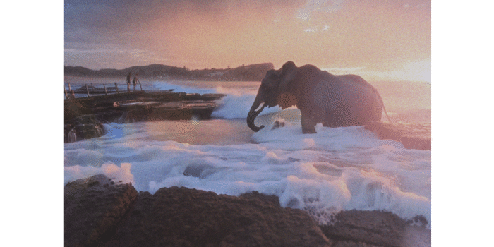 THE DEEP NORTH FESTIVAL Deep North Shorts
