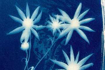 THE DEEP NORTH FESTIVAL Sally Mayman and Corey Kirk Cyanotype Workshop