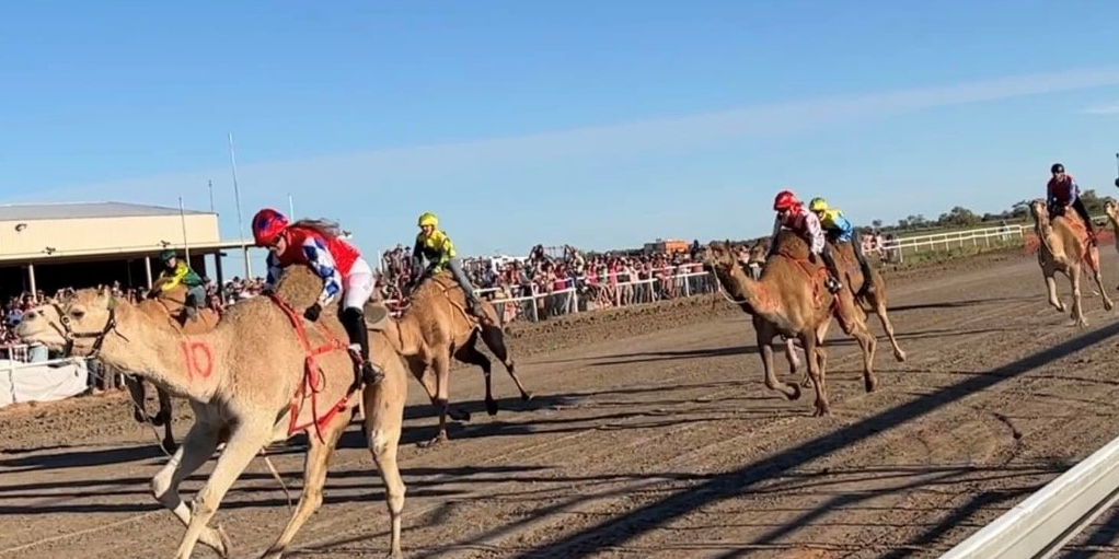 Bedourie Camel Pigs Races Tickets At Bedourie Race Track Bedourie   Eab6f928 63a0 450b 83b6 2de2d4826d76 