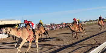 Bedourie Camel & Pigs Races