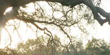 Cosmos Ensemble Reach Out to The Ra